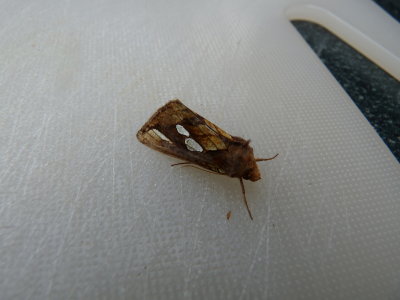 Plusia festucae, Gold spot moth