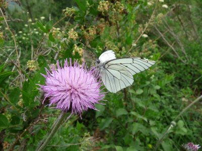 Aporia crataegi, Black-veined white