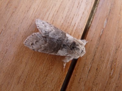 Calliteara pudibunda, Pale tussock