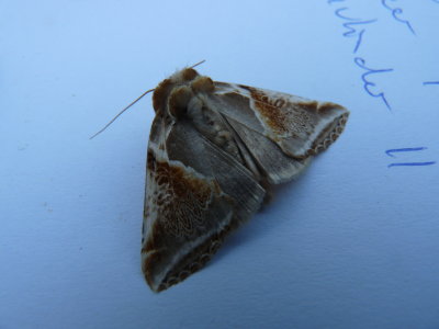 Habrosyne pyritoides, Buff arches