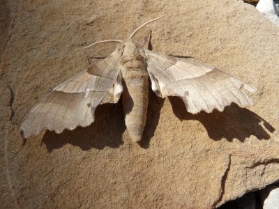 Marumba quercus, Oak hawk moth