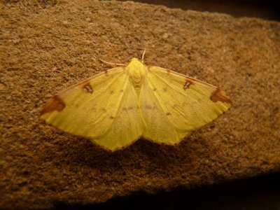 Opisthograptis luteolata, Brimstone moth