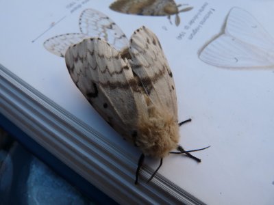 Lymantria dispar, Gypsy moth