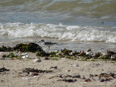 Calidris alba, Sanderling