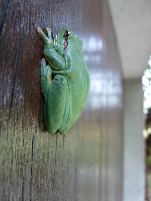 Hyla meridionalis, Stripeless tree frog
