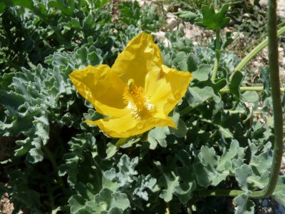 Glaucium flavum, Yellow horned-poppy