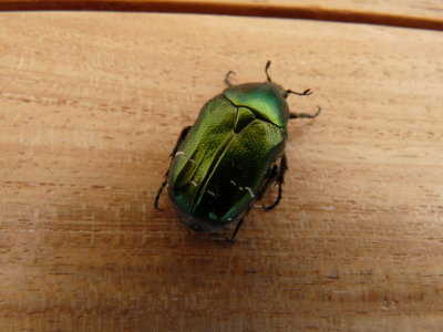 Cetonia sp., Rose chafer