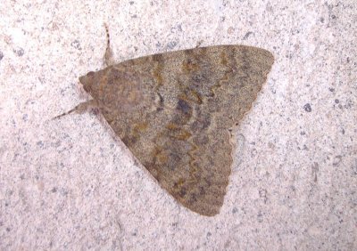 Catocala elocata, French red underwing