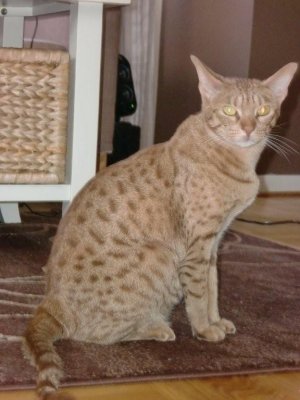 S*John-John's Paris HiltonHona / Female