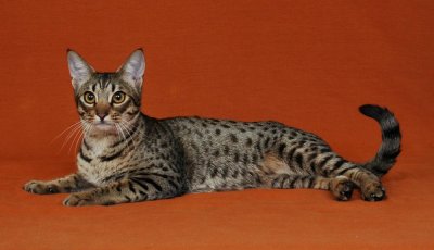 Meulicats IzzyHona / Female