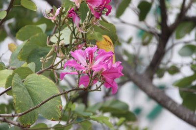 Bauhinia aka Hong Kong Orchid Tree