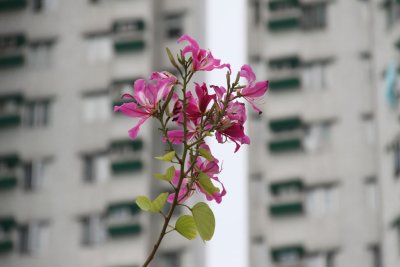 Bauhinia aka Hong Kong Orchid Tree