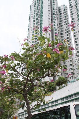 Bauhinia aka Hong Kong Orchid Tree