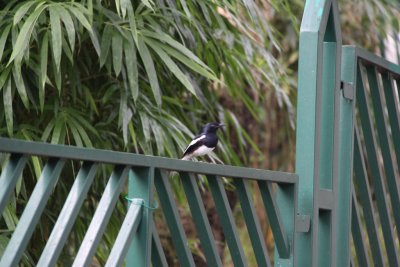 HK Botanical and Zoological Gardens