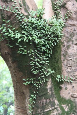 HK Botanical and Zoological Gardens
