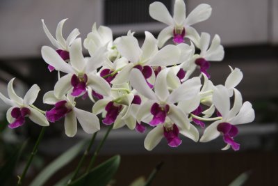HK Botanical and Zoological Gardens
