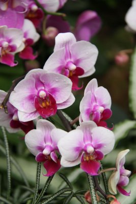 HK Botanical and Zoological Gardens
