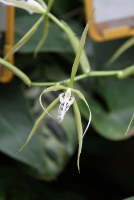 HK Botanical and Zoological Gardens