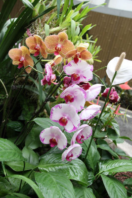 HK Botanical and Zoological Gardens