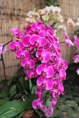HK Botanical and Zoological Gardens