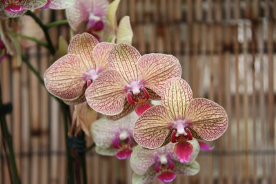 HK Botanical and Zoological Gardens