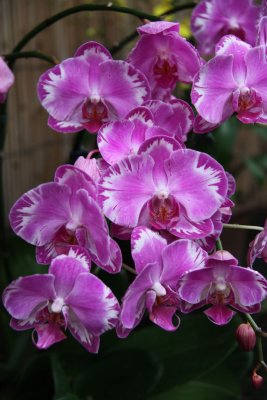 HK Botanical and Zoological Gardens