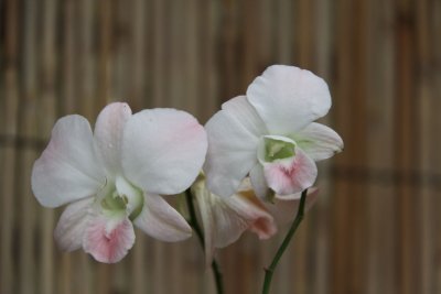 HK Botanical and Zoological Gardens