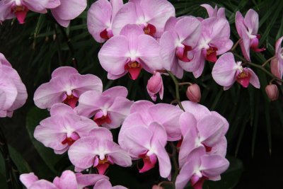 HK Botanical and Zoological Gardens
