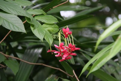 HK Botanical and Zoological Gardens