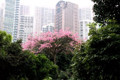 Bauhinia aka Hong Kong Orchid Tree