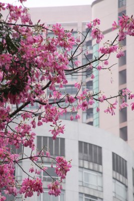 Bauhinia aka Hong Kong Orchid Tree