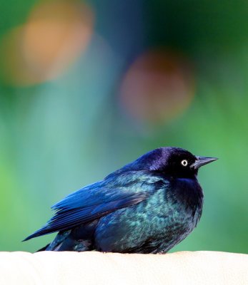 birds_of_the_world