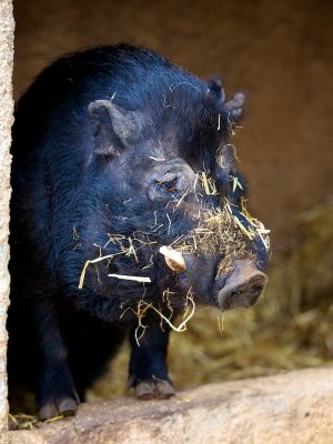 animals