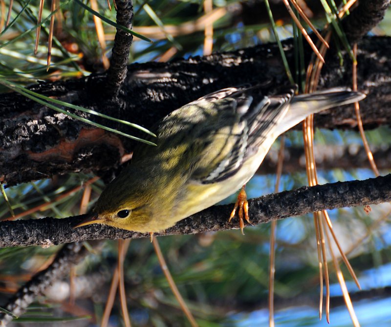 Blackpoll Warbler (Setophaga striata)