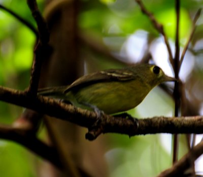 Cuban Vireo