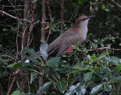 Great Lizard Cuckoo 