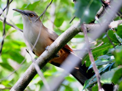 Great Lizard Cuckoo 