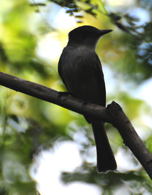 La Sagra's Flycatcher (Myiarchus sagrae)