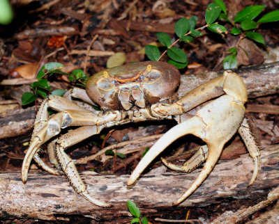 Land Crab