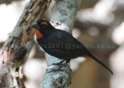 Greater Antillean Bullfinch