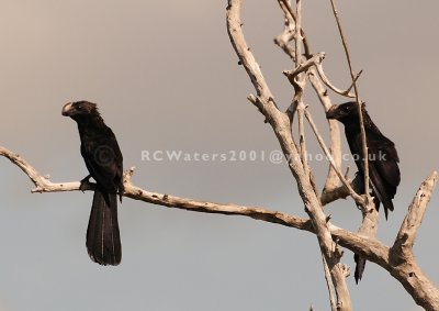 Smooth-billed Ani