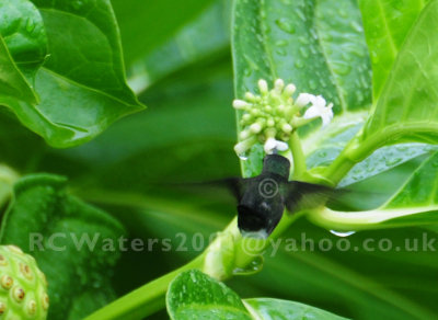 Vervain Hummingbird