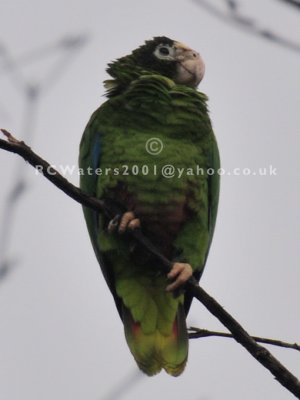 Hispaniola Parrot