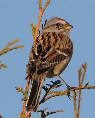American-tree Sparrow (Spizella arborea)