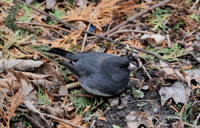 Dark-eyed Junco (Junco hyemalis)