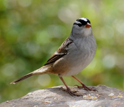 White-crowned Sparrow (Zonotrichia leucophrys)