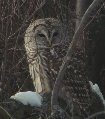 Barred Owl (Strix varia)