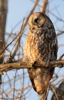 Great Gray Owl (Strix nebulosa) 