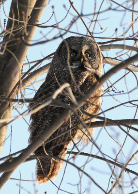 Great Gray Owl (Strix nebulosa) 