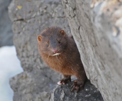 Mink  (Neovison vison)